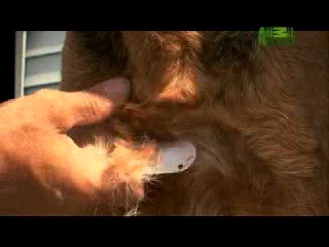 Dogs 101 - Airedale Terrier