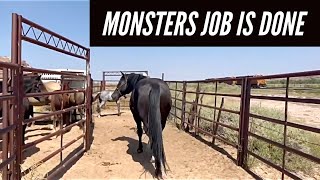 CATCHING FOALS | CATCHING MONSTER #monster #pocodriftnwinn