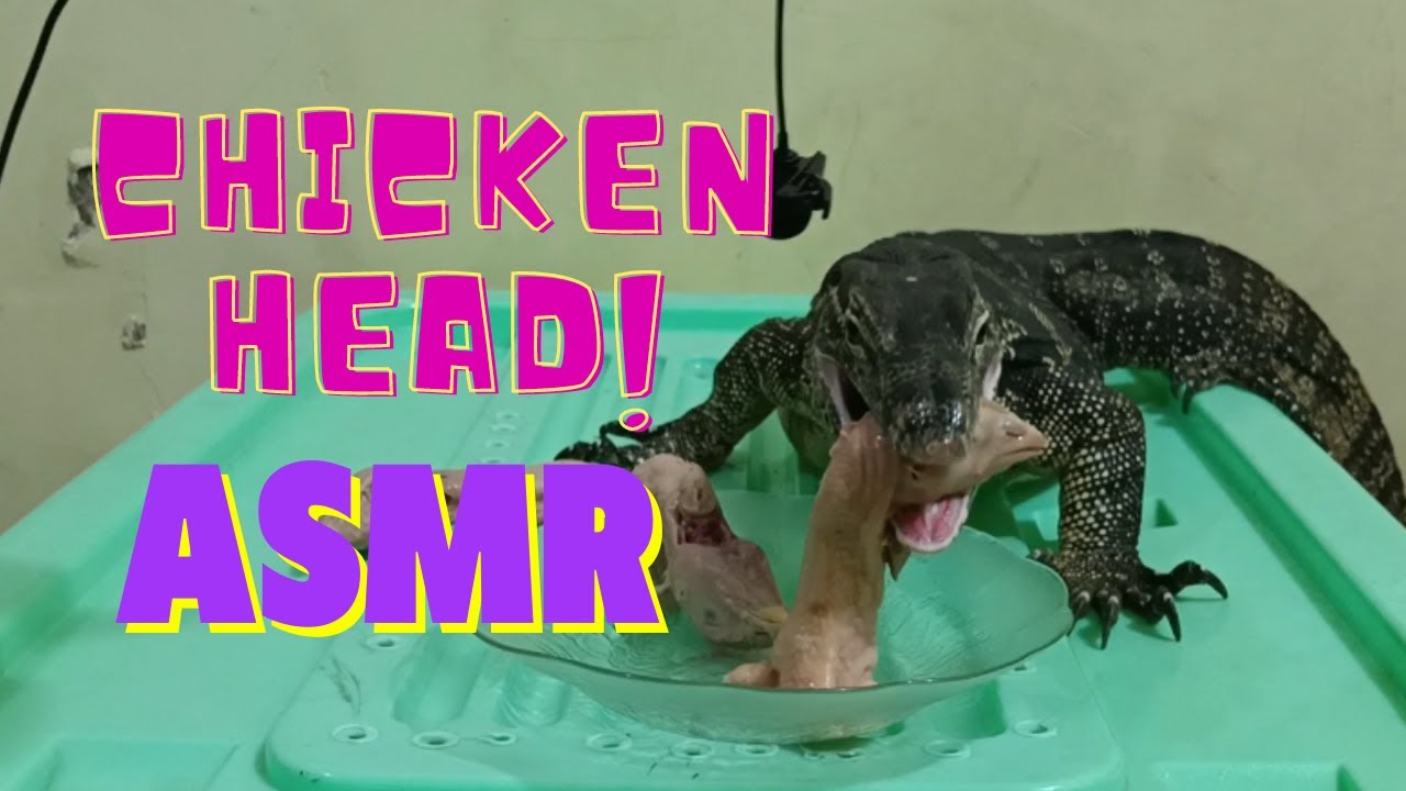 ASMR MONITOR LIZARD EAT CHICKEN HEAD YouTube ASMR MONITOR LIZARD EAT CHICKEN HEAD YouTube