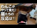 わんこが遊びにやってきた!猫たちの面白反応