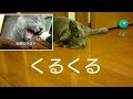 くるくる (ロシアンブルー RussianBlue)