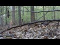 Turkey hunting in Va