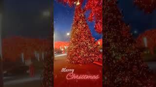 Dallas, TX Chtistmas Lights #christmas #christmastree #christmasmusic #2022 #burmese #dallas #tx