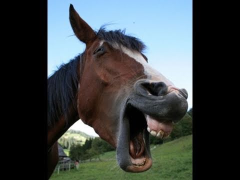 funny-talking-horse!!