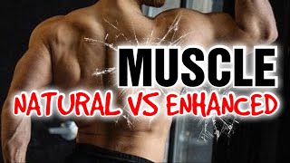 How Much Muscle Can You Build Naturally?