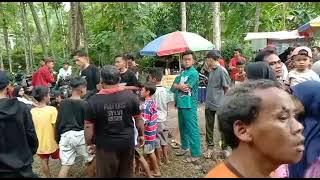 Dangsak Randu Budaya || Dangsak Perkutukan