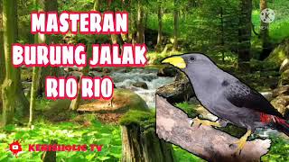 MASTERAN BURUNG RIO RIO JERNIH GEMERICIK AIR