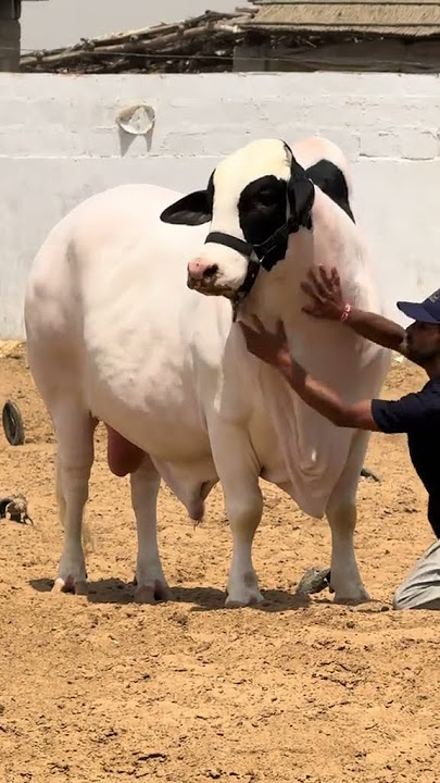 Mashallah qurbani 2k25 cow video #farmanimalfarm #cow video short#cattlefarm ❤️❤️