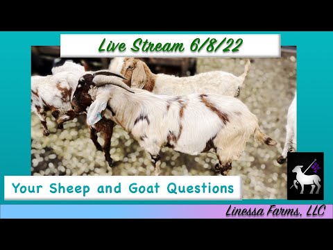 Linessa Farms Live Stream 6/8/22:  Your Sheep and Goat Questions