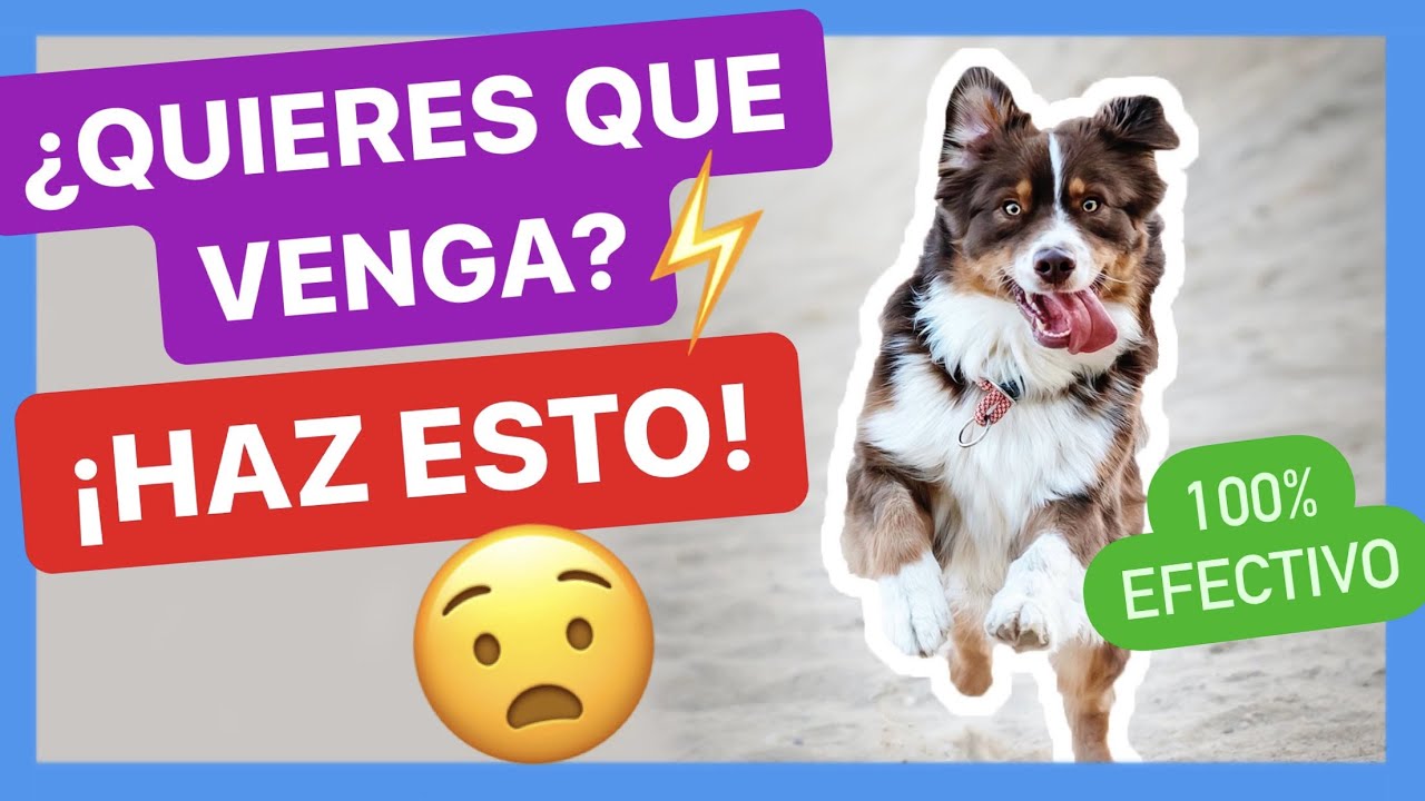 ENSEÑA A TU PERRO A VENIR cuando lo LLAMAS en 5 SENCILLOS PASOS 👍  ► FUNCIONA! ✅