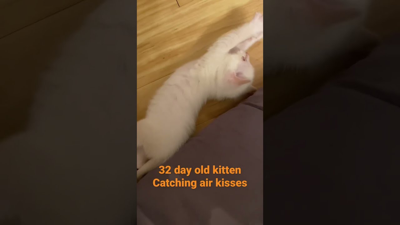 32 Day Old Kitten Catching Kisses Kittens Foster Rescue