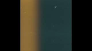 papaya noon - flutter