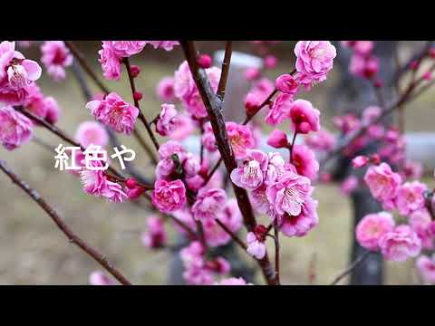 馬見丘陵公園　梅の花