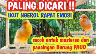 KENARI GACOR RAPAT EMOSI, ampuh untuk Pancingan dan masteran PAUD #kenarigacor #kenari #canary