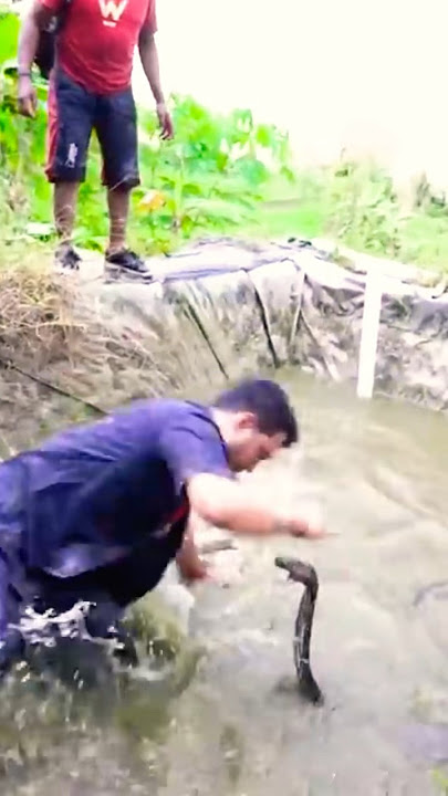 FATAL ATTACK OF TWO KING COBRAS BES4R