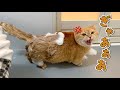 おしりを洗われて不満爆発の猫の鳴き声が可愛すぎましたw
