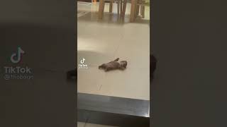 Самый уставший щеночек в мире