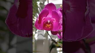 Орхидея Фаленопсис Стелленбош бабочка💖💓💕 #орхидеи #orchid #music #phalaenopsisorchid