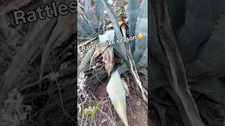 Rattlesnake in Agave 😳 Rodent Inspections in Tucson Desert