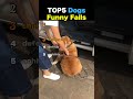 TOP5 Dogs Funny Fails