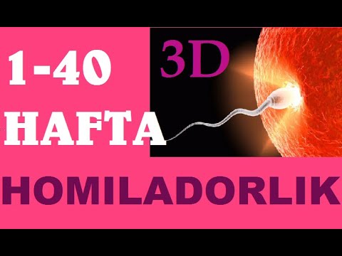 HOMILADORLIK DAVRI 3D VIDEO UZBEK TILIDA 1-40 HAFTAGACHA