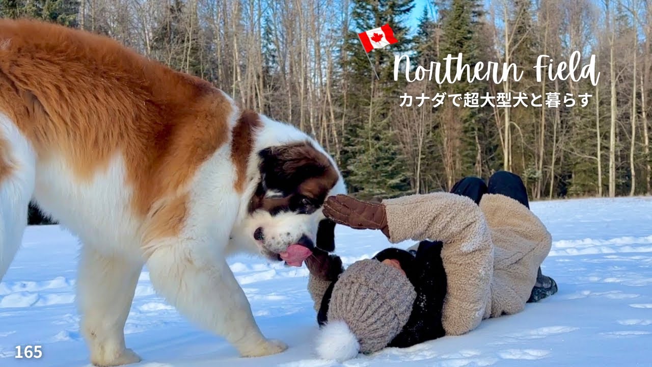 Bow the St.Bernard Running Around / Big Dog's life in rural Canada
