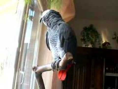 Video: Papageien – Große Persönlichkeit Verpackt In Einem Mini-Körper