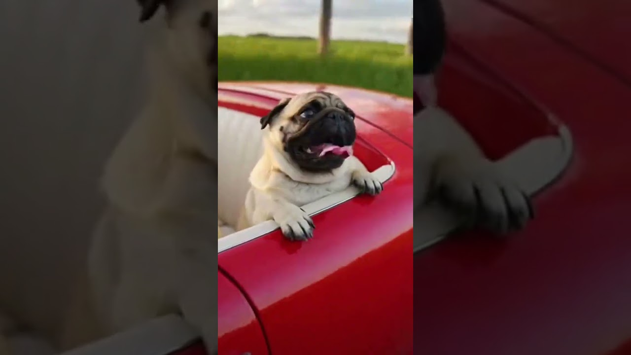 The adventures of Larry the cat uber 