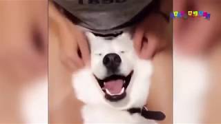 Приколы с животными, смешные кошки и собаки. Угарные животные. ДО СЛЁЗ #4. Приколы с животными, смешные кошки и собаки. Угарные животные. ДО СЛЁЗ #4.