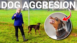 The FASTEST Way to Calm an Aggressive Dog by Shannon Walker - The Pack Leader 3,122 views 3 months ago 6 minutes, 11 seconds