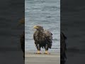 夏の終わりの春国岱