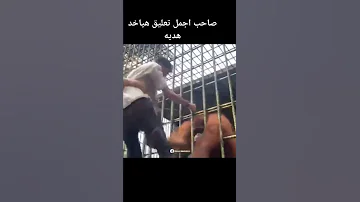 والنبي ما تجيب جنيه الغوريلا 