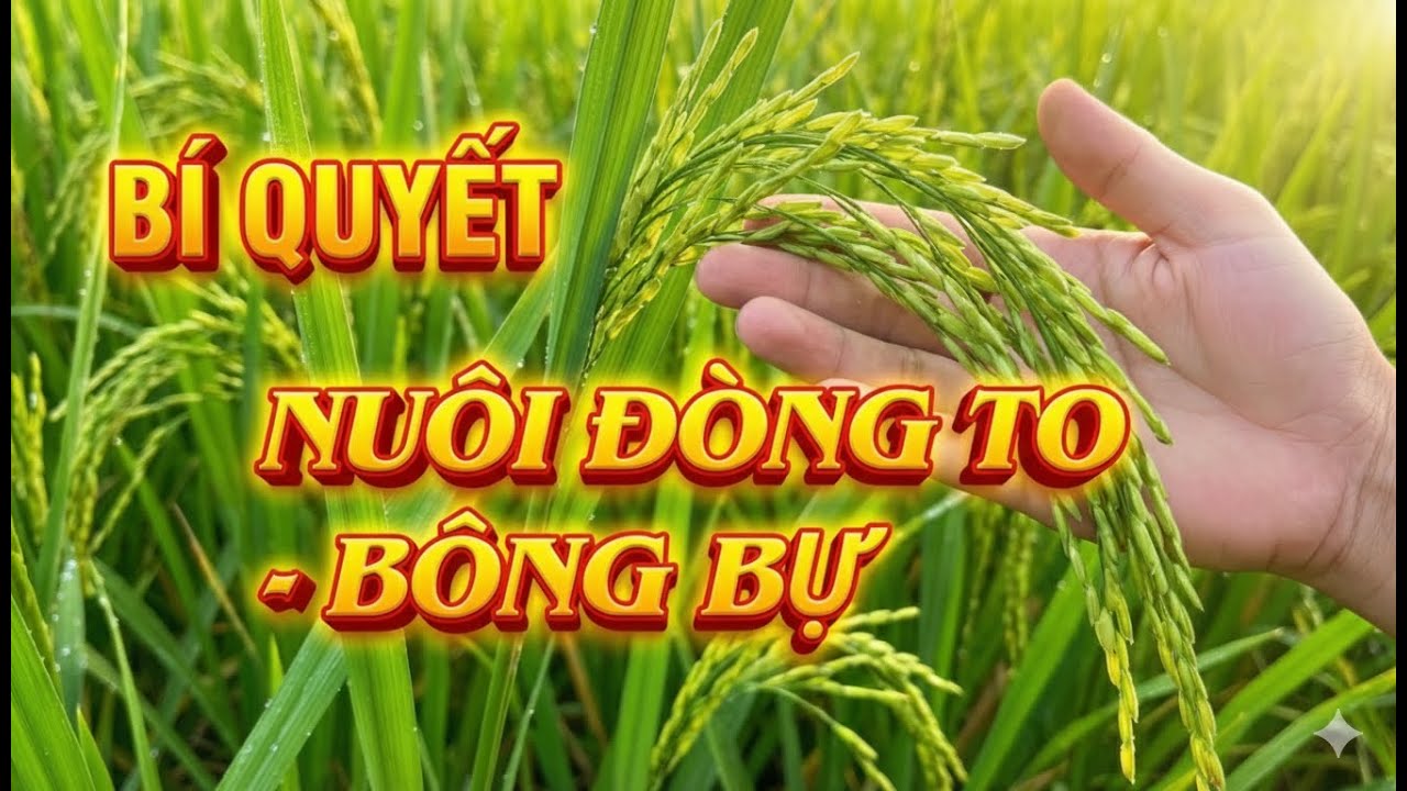 BÍ MẬT GIÚP ĐÒNG TO KHỎE - TĂNG NĂNG SUẤT