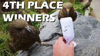 Bird of the Year and Other Kea News by Animal Minds 551 views 2 years ago 2 minutes, 30 seconds