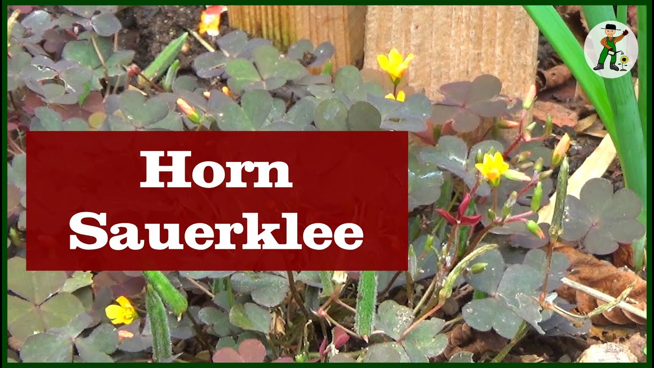 Sauer Hornklee im Garten