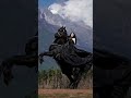 Her Name Is Tao Tao A Horse Riding Girl From China TaoTao 01 Chinesegirl Beauty Horseriding 