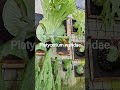platycerium wandae #plants #platycerium #cafe #homedekor