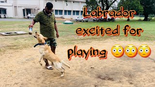 Labrador playing video ||ADTV