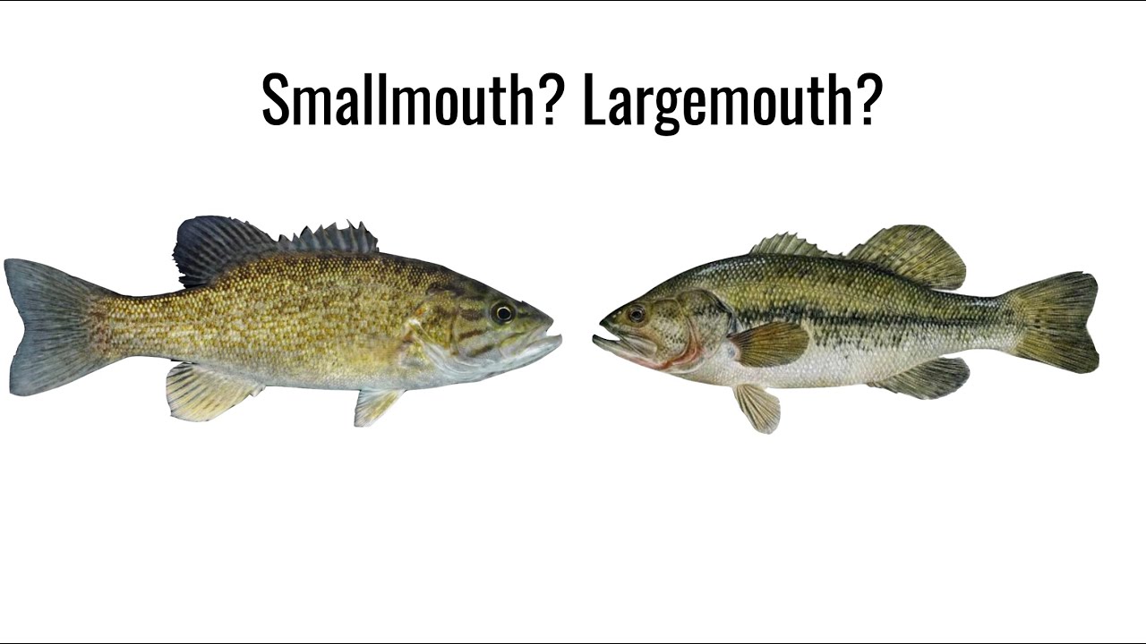 Smallmouth Vs Largemouth Bass Comparison Video Hook On YouTube Smallmouth Vs Largemouth Bass Comparison Video Hook On YouTube