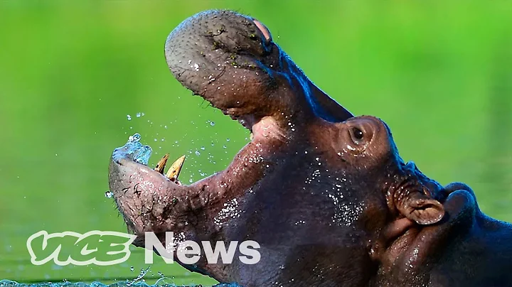 Pablo Escobar's 'Cocaine Hippos' Might Finally Nee...