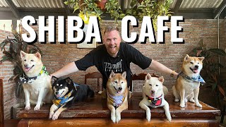 A Shiba Inu Family Runs The Show At This Thailand Cafe | Interesting Places