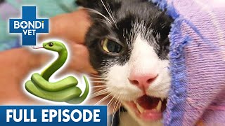 'Shredding Machine' Cat Refuses Snake Bite Treatment  | Best of Bondi Vet Ep 9 | Full Episodes