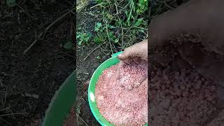 pupuk ZA + PHONSKA sangat cocok untuk tanaman jahe..josss