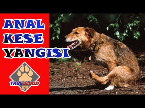 Video: Köpek Leptospirosisi