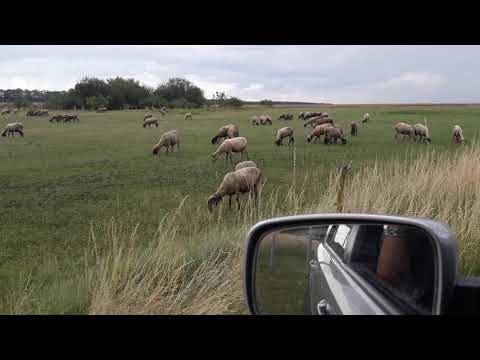 Видео: Породи фино вълнени овце: описание и характеристики