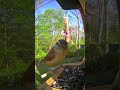 Carolina Wren  #birdfeeding #birdwatching