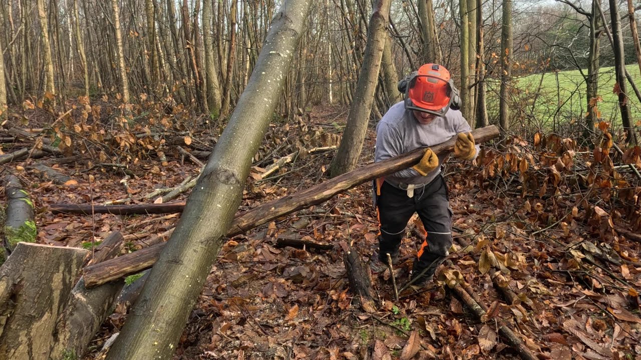 Bringing Down a Hung Up Tree - YouTube