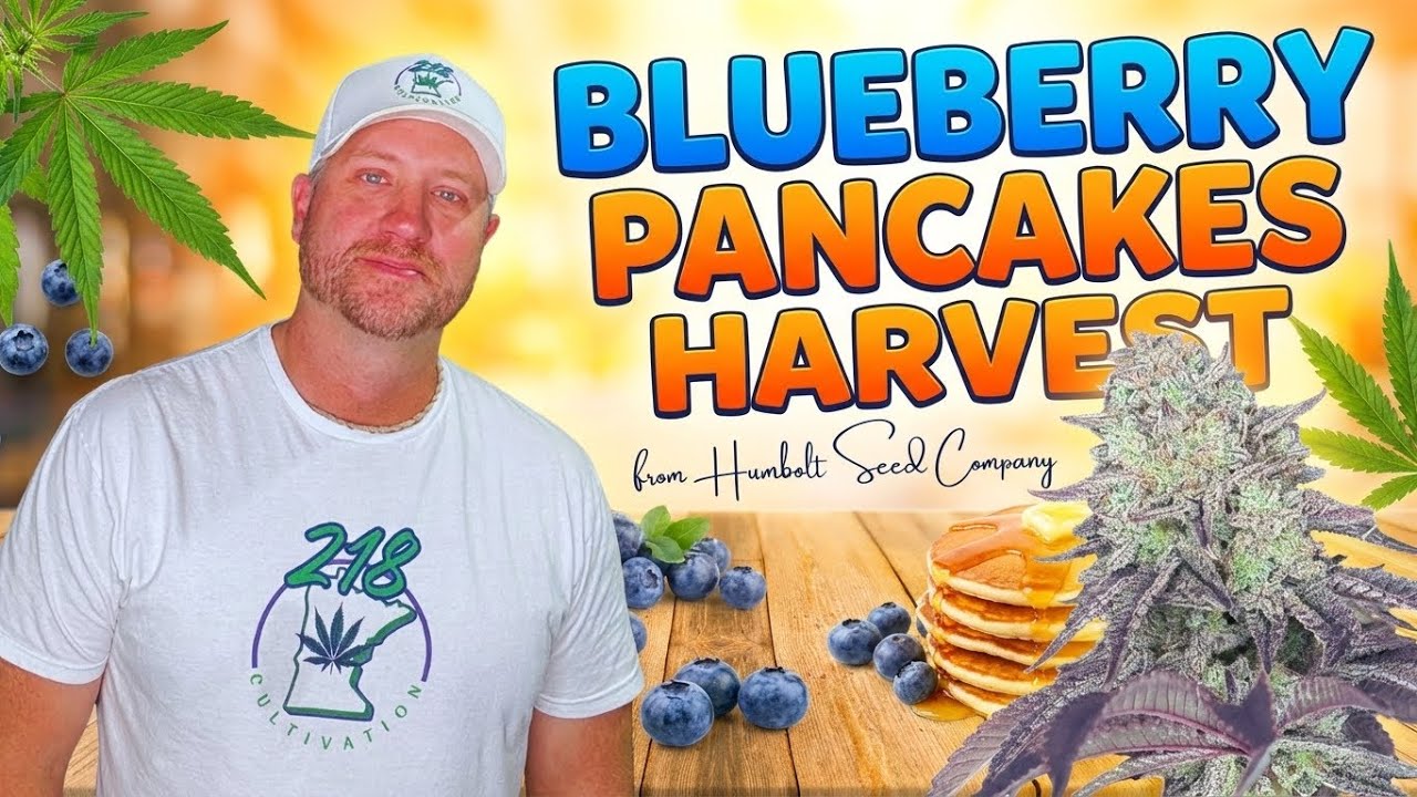 I Grew a Strain of Cannabis That Smells like Pancakes!