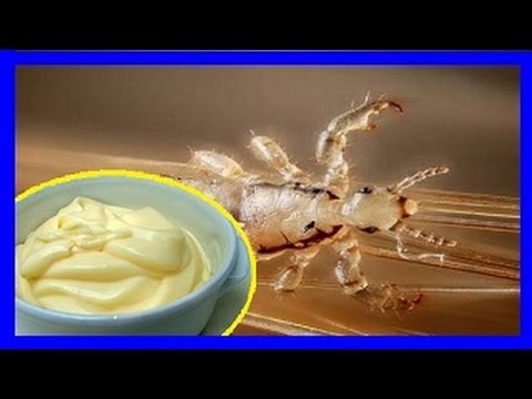 Video: ¿La mayonesa matará los piojos?