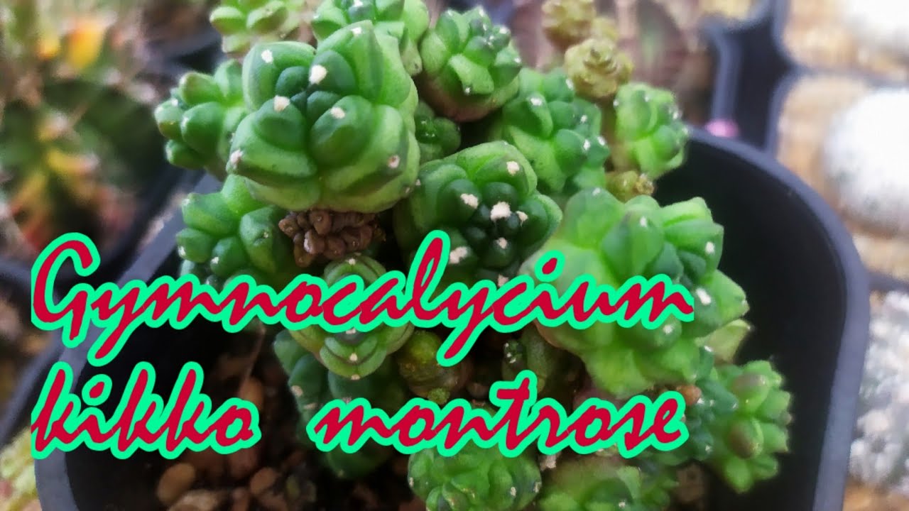 Cactus Gymnocalycium kikko montrose - LongMinh Garden